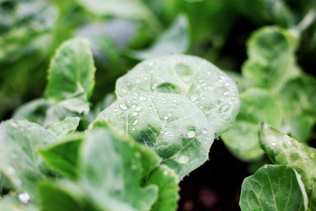 Macro photo of water droplets on a brassica plant